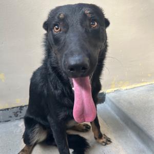 Bear*, Shepherd, adult, available for adoption