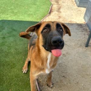 Hickory*, Shepherd, German, adult, available for adoption