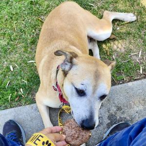 Dixie*, Shepherd / Pit Bull Terrier, senior, available for adoption