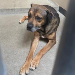 a brown and black dog lying on a concrete floor