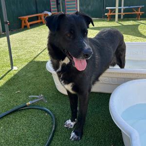Brownie, Collie, Border, adult, available for adoption