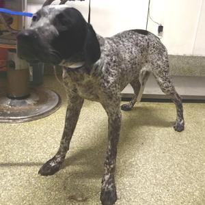 Blinky*, Pointer, English, adult, available for adoption