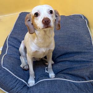 Chip*, Pointer, adult, available for adoption
