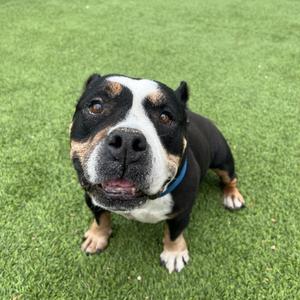 Gorda*, Pit Bull Terrier, senior, available for adoption