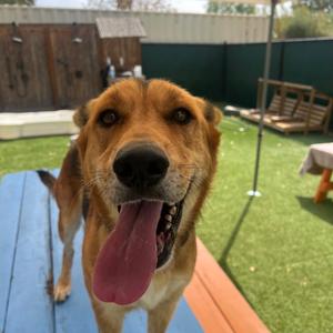 Flotsam, Shepherd, German, adult, available for adoption
