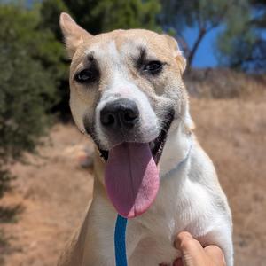 Beethoven, Husky / Pit Bull Terrier, young, available for adoption