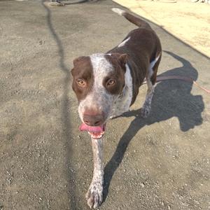 A brown and white dog with a pink tongue sticking out, standing on a concrete surface.