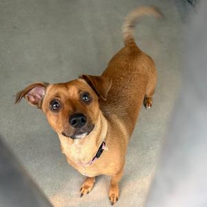 Cleo, Dachshund / Mixed Breed, adult, available for adoption