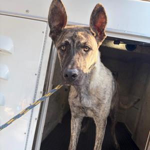 Diesel, Shepherd, young, available for adoption