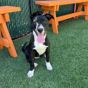Athena*, Terrier, Pit Bull, puppy, available for adoption