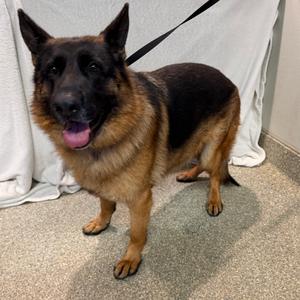 Cima, Shepherd, German, adult, available for adoption