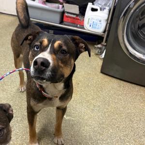 Charger, Terrier / Basenji, adult, available for adoption
