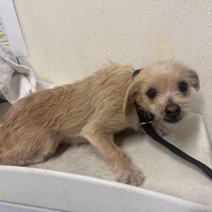 A small, light brown dog with a shaggy coat is lying on a white surface. The dog has a black collar and leash attached to it. The background appears to be a light-colored wall or surface.