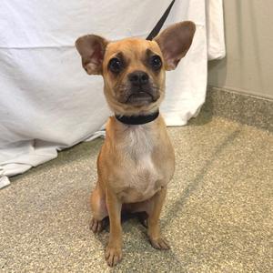 A small brown dog with large ears sitting on a tiled floor, wearing a black collar.