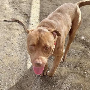 A brown dog with a pink tongue sticking out, standing on a gravel surface.