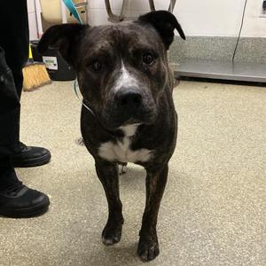 Boogers, Pit Bull Terrier, young, available for adoption