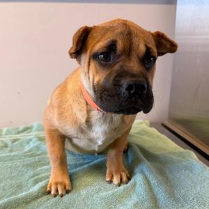 Dumpling*, Shar-Pei, puppy, available for adoption
