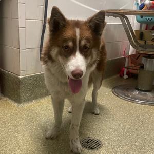 Garbanzo*, Husky, Siberian, adult, available for adoption