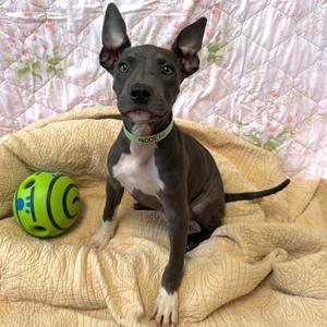 Beatrix*, Terrier, Pit Bull, adult, available for adoption