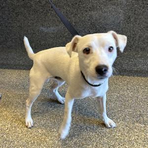 Dakota, Jack Russell Terrier, adult, available for adoption