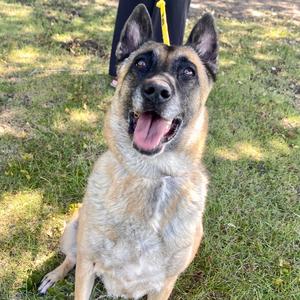 A happy German Shepherd dog sitting on grass with its mouth open, showing its tongue.