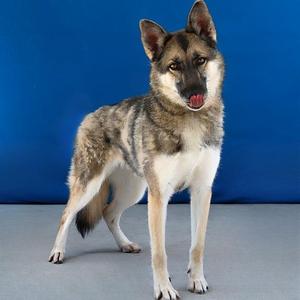 Dakota, German Shepherd Dog, adult, available for adoption