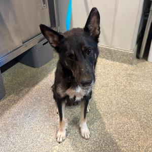 Emer, Shepherd, adult, available for adoption