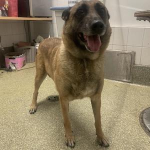 Farrah*, German Shepherd Dog, adult, available for adoption