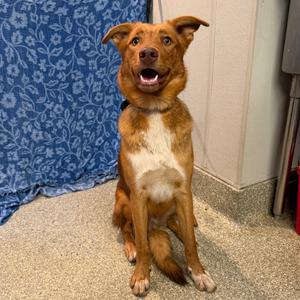 Browse, Shepherd, adult, available for adoption