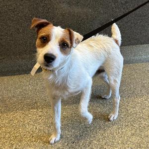 Cookie, Jack Russell Terrier, adult, available for adoption