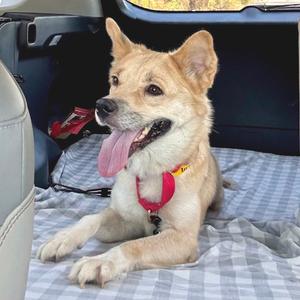 Hera*, Shepherd, adult, available for adoption