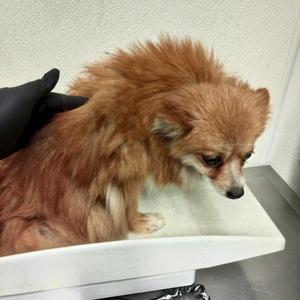 Bonnie*, Pomeranian, adult, available for adoption