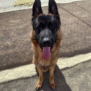 A German Shepherd dog sitting on a concrete surface, looking directly at the camera with its tongue out.