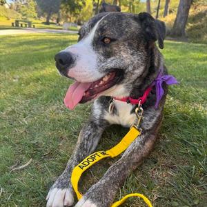 Grandpa, Terrier, Pit Bull, adult, available for adoption