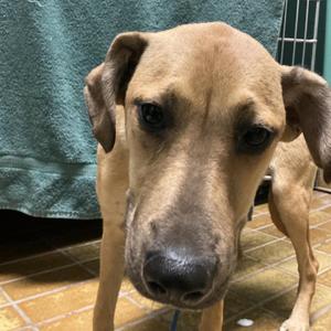 Dahlia*, Hound / Mixed Breed, young, available for adoption
