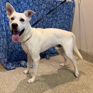 Duke II*, Husky, adult, available for adoption