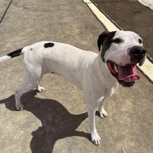 A white dog with black spots standing on a concrete surface, with its mouth open and tongue out, appearing to be happy or excited.