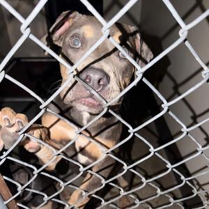 Crenshaw, Pit Bull Terrier / Shar-Pei, puppy, available for adoption