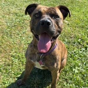 Captain, Terrier, American Pit Bull, adult, available for adoption