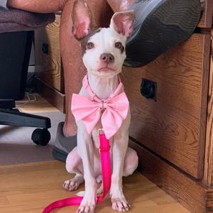 Petunia, Mixed Breed (Medium), adult, available for adoption