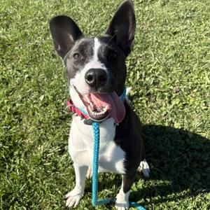 Dobby, Mixed Breed (Medium), adult, available for adoption