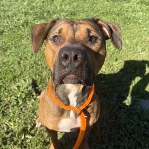 Scooby, Mixed Breed (Large), adult, available for adoption