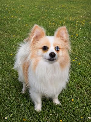 Ginger, Pomeranian, adult, available for adoption