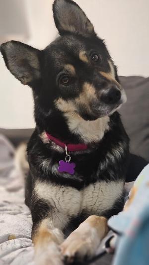Noodles Nancy, Husky / German Shepherd Dog, adult, available for adoption