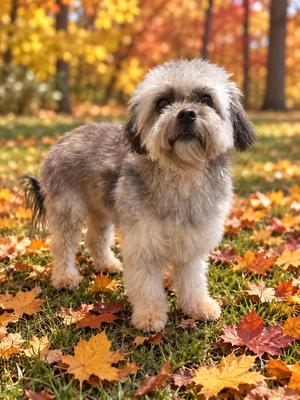 Mitzi, Yorkie, Yorkshire Terrier / Poodle (Toy or Tea Cup), young, available for adoption