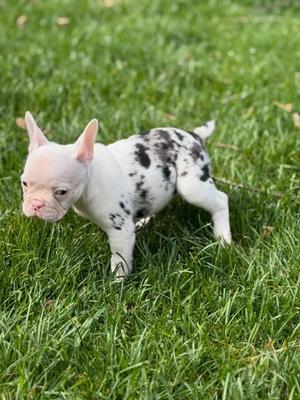 Zoey, French Bulldog / Boston Terrier, puppy, available for adoption