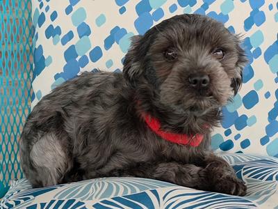 Hazy, Shih Tzu, adult, available for adoption