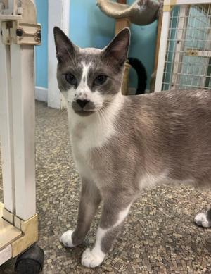 Mewtopia Cat Rescue