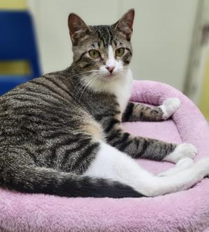 Marshall, young, available for adoption