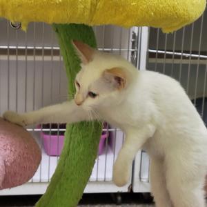 Foxy, kitten, available for adoption